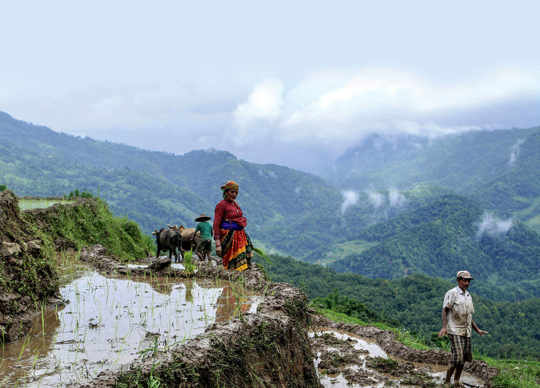 रसायनिक मल आपूर्तिको अड्चनले उत्पादन खस्किने जोखिम, भोकमरीको त्रास