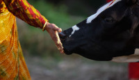 पशुपतिमा गाईको पूजा (तस्वीरहरू)