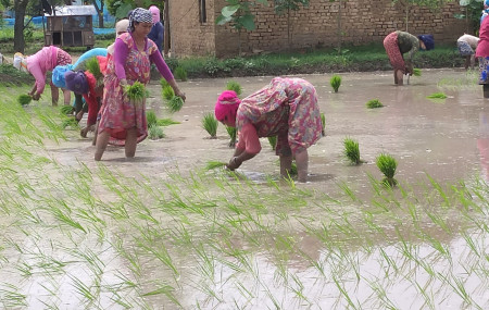 आज राष्ट्रिय धान दिवस : सुदूरपश्चिम प्रदेशमा सकियो ५० प्रतिशत रोपाइँ