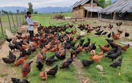 फेरि तङ्ग्रिएला त 'लोकल' कुखुरा व्यवसाय ?