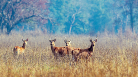 शुक्लाफाँटामा बाह्रसिंगे गणना