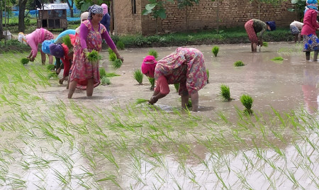 रोपाइँको वेला घर्किन लाग्यो, एकतिहाइ खेत बाँझै