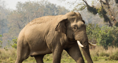 घरमै आएको हात्तीको आक्रमणबाट एक युवकको मृत्यु