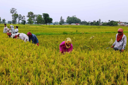 विपद्ले बदलियो खेती प्रणाली