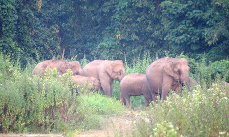 हात्तीले मान्छेलाई किन गर्छ आक्रमण?