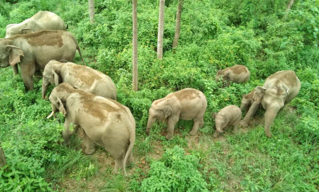 यसरी पछ्याएँ बाघ र हात्ती!