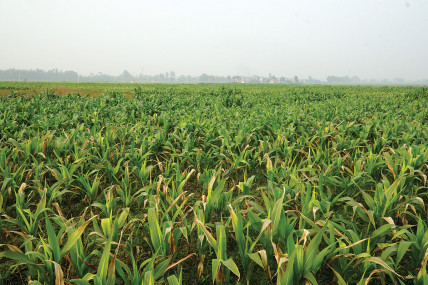 मकैमा गभारो र डडुवा रोगको प्रकोप