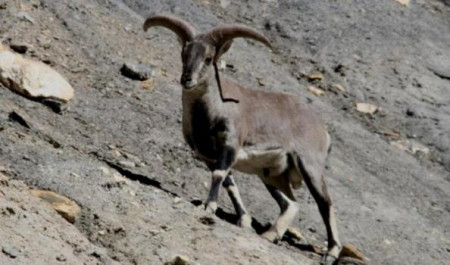 वैधानिक रुपमै शिकार गरिने जनावर नाउरको गणना हुन सकेन