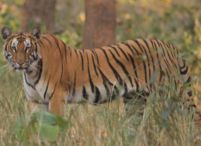 भरतपुर भ्रमण गर्ने पर्यटकले बाघ हेर्न पाउने