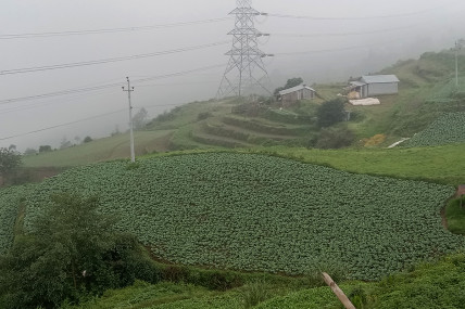 यसरी गरियो नेपालमा बेमौसमी तरकारीको शुरुआत