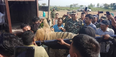 पाटेबाघ २२ घण्टापछि नियन्त्रणमा