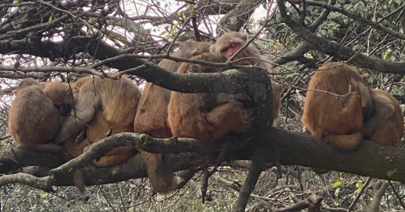 बैतडीमा बिगबिगी मच्चाउने बाँदर महाकाली पारिबाट आएका हुन्?