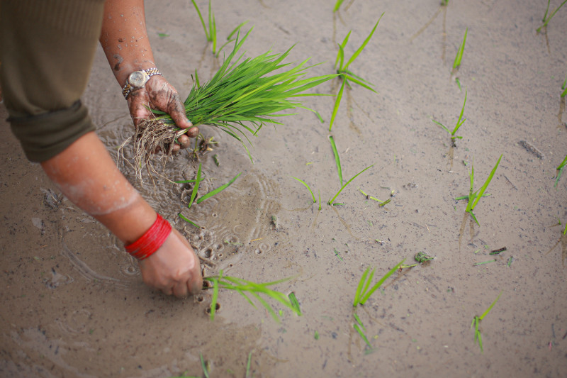 कृषि बीमा फेरि सञ्चालन हुने