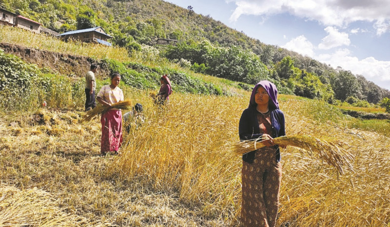 कृषि क्षेत्रले भोग्दै छ जलवायु परिवर्तनको चर्को असर