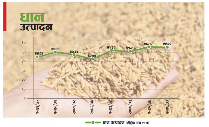 वर्षेनि आयात हुन्छ रु.३३ अर्बको चामल, सम्भव छ त माग अनुसारको उत्पादन ?