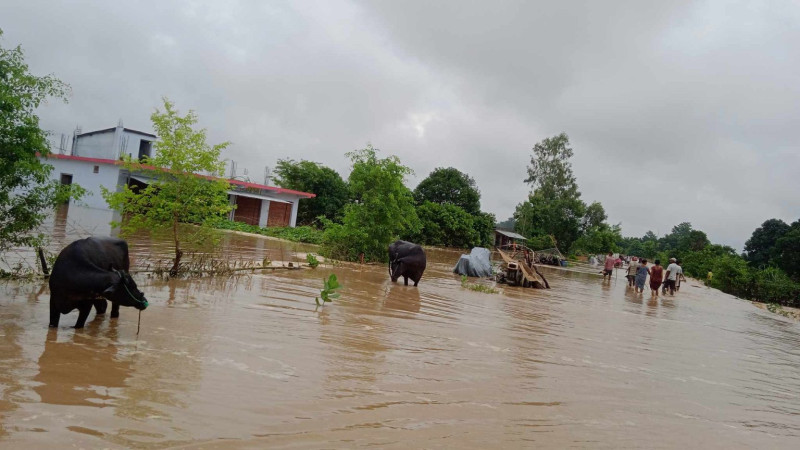 डुबानले कैलालीका १७ सय परिवार विस्थापित