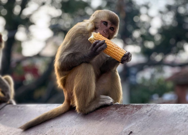 बाँदरबारे चर्किंदो बहस, भेटिएन समाधान