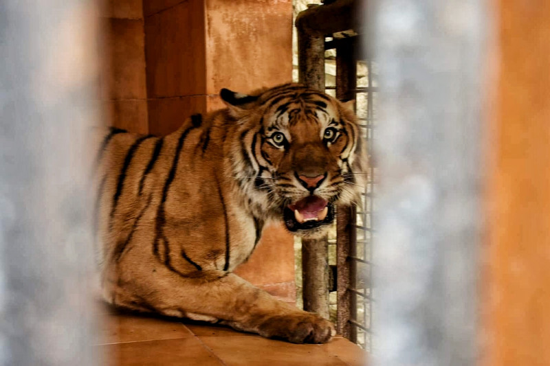 एक वर्षमै झण्डै दोब्बरले बढे शुक्लाफाँटामा पाटे बाघ